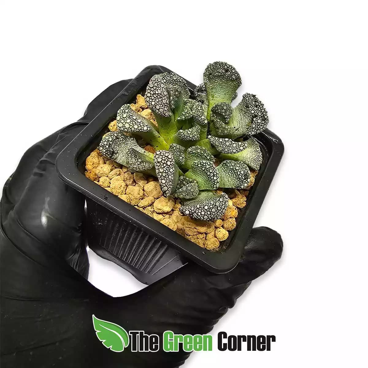 titanopsis-calcarea