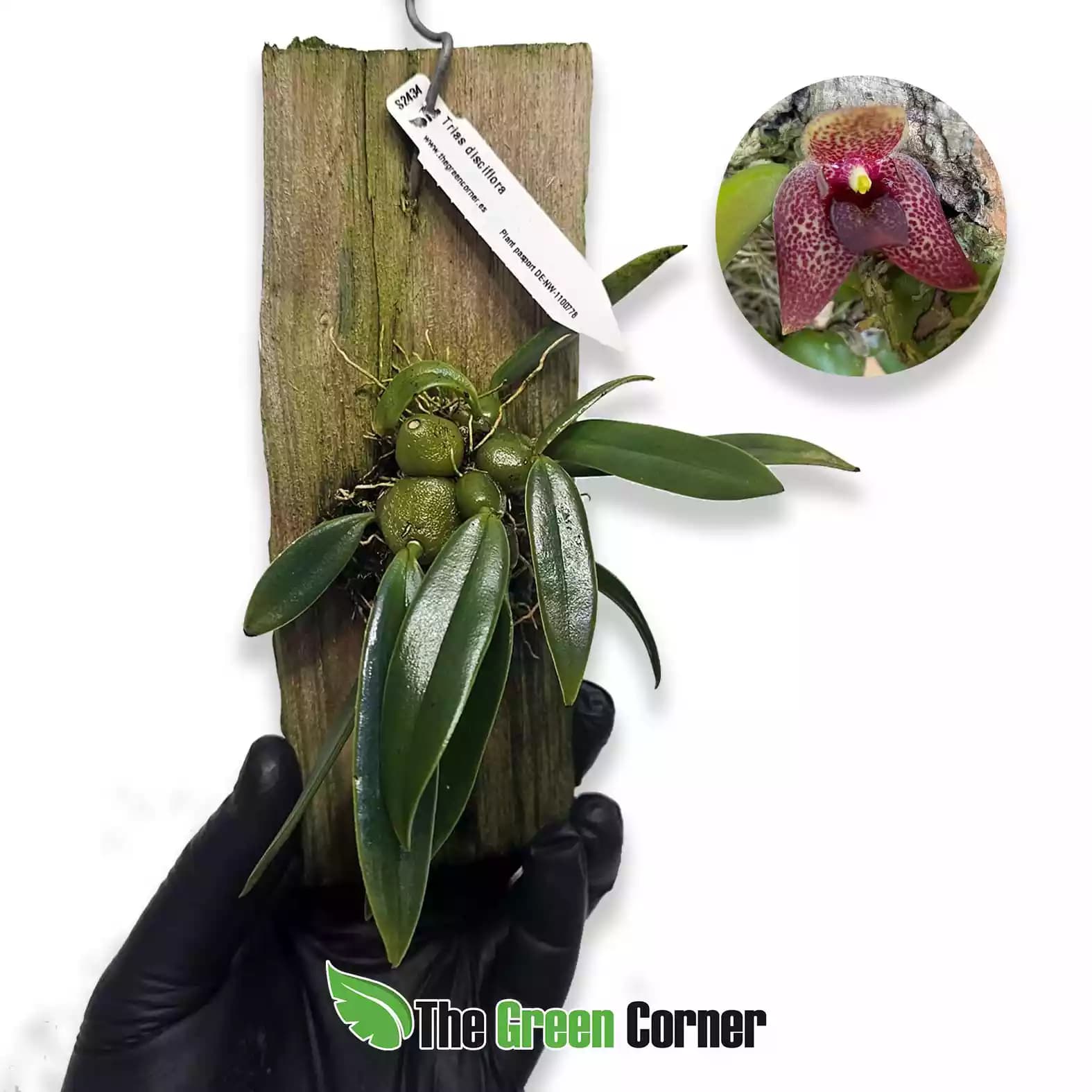 Trias disciflora