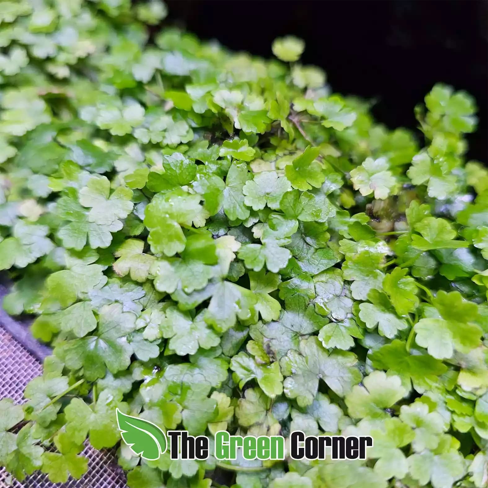 Hydrocotyle tripartita 3