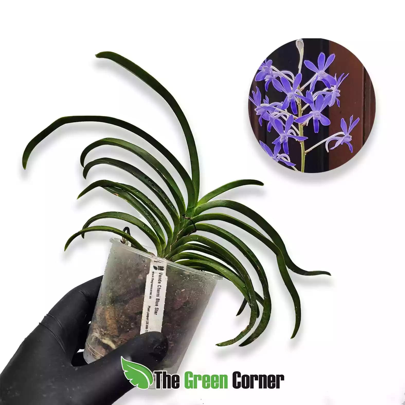 vanda-charm-blue-star