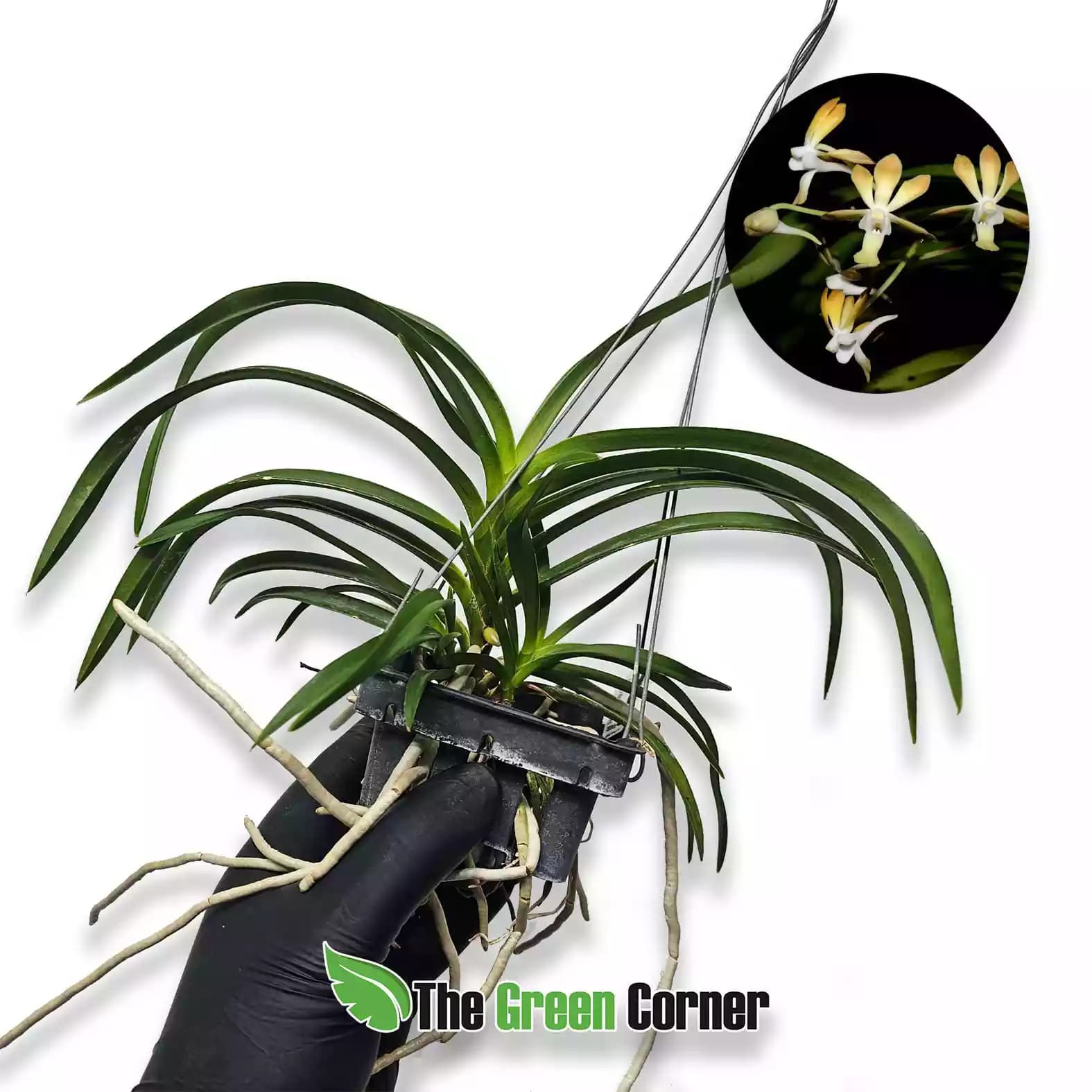vanda-densoniana-x-falcata
