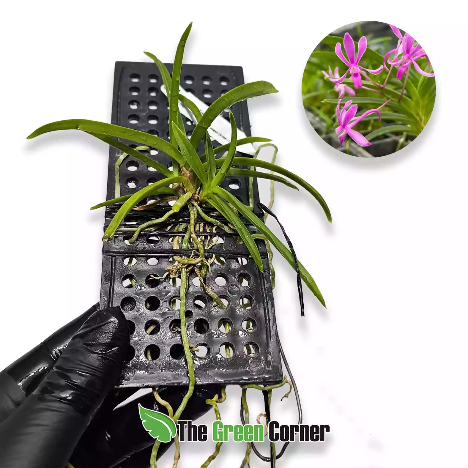 vanda-falcata-fragans