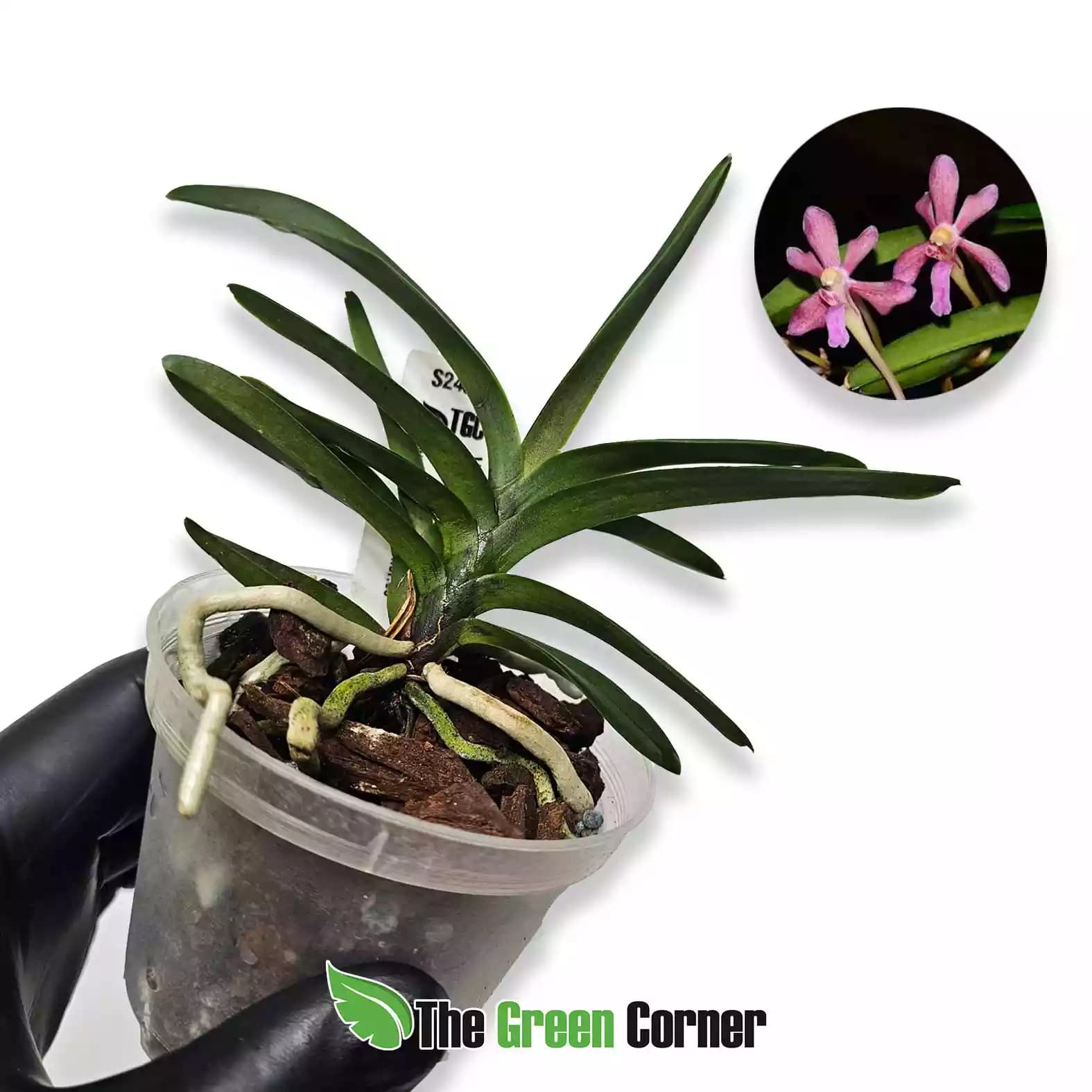 Vanda falcata x flabellata