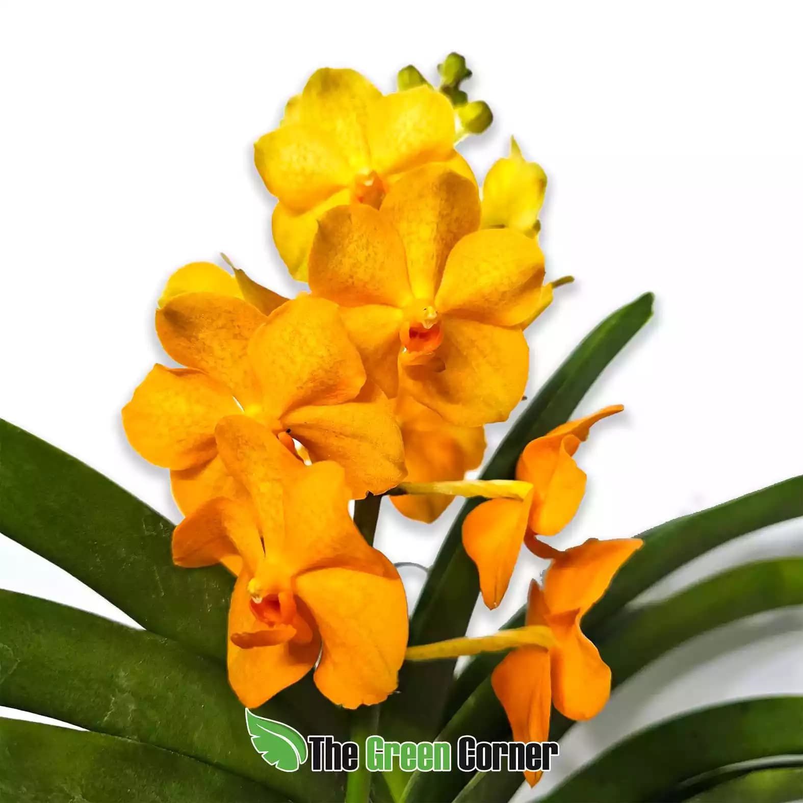 vanda-hibrida-naranja