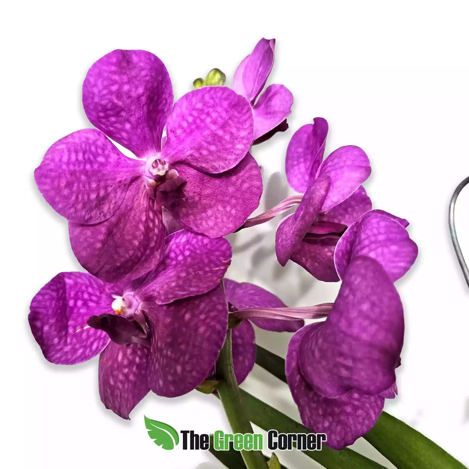 vanda-hibrida-rosa
