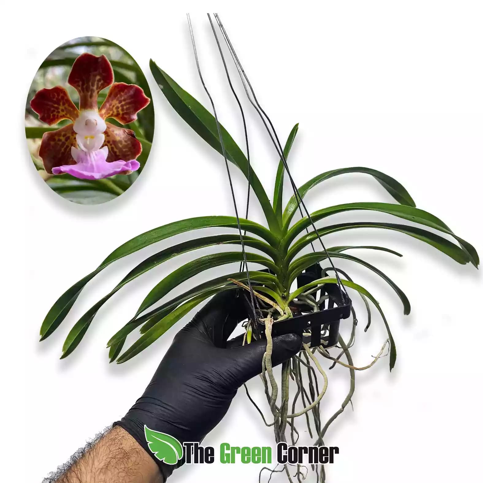 vanda-insignis