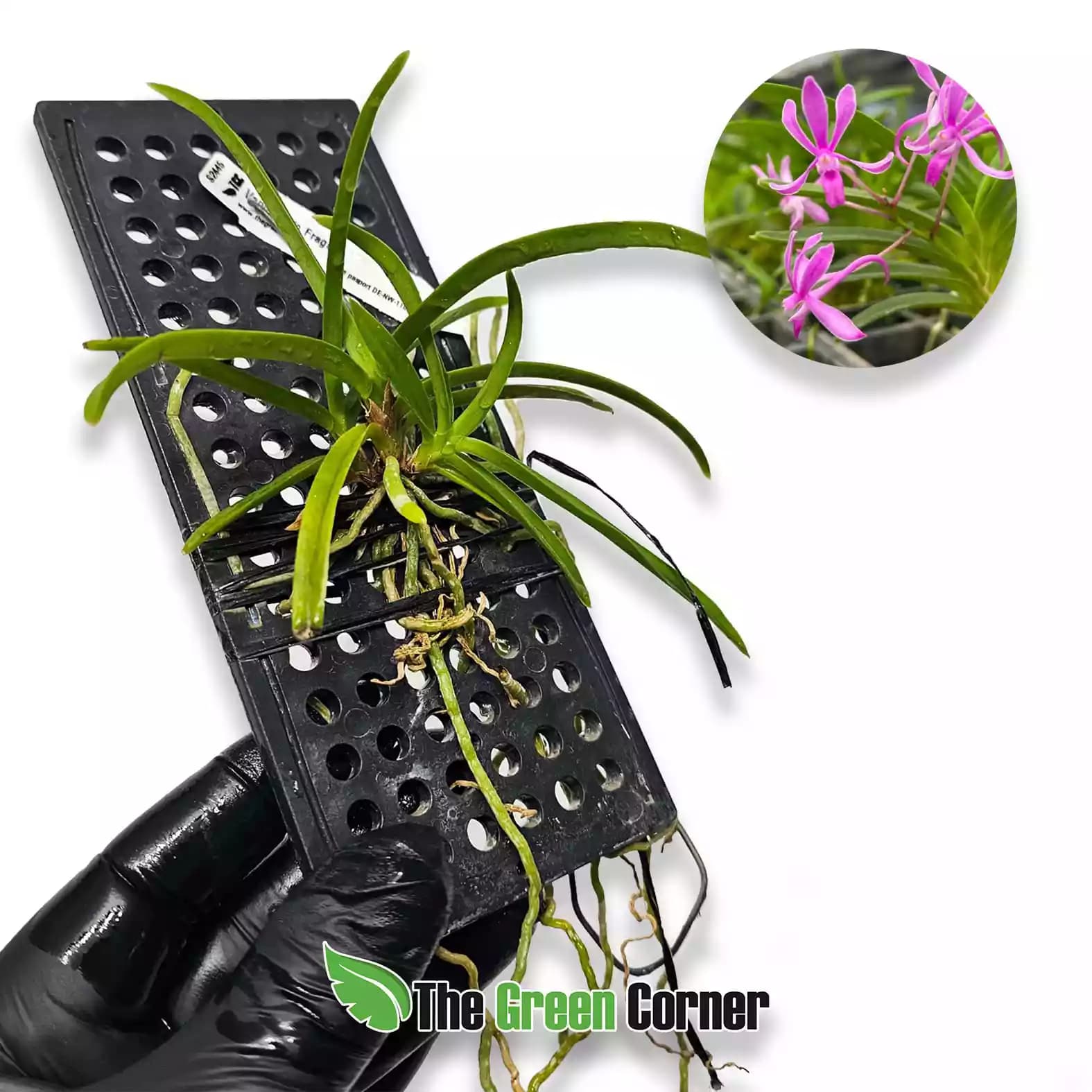 vanda-koto-fragans-lateral