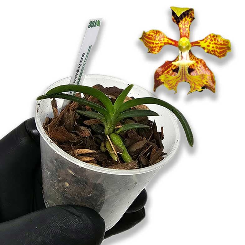 vanda-reobligiana-kit