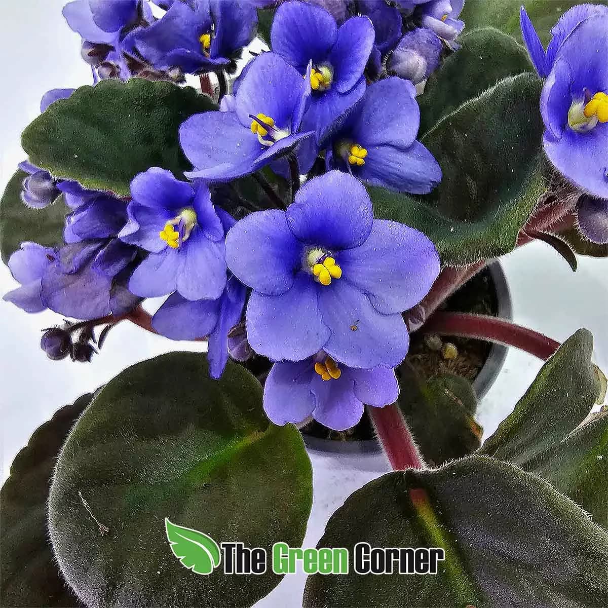 violeta-africana-celeste-flor