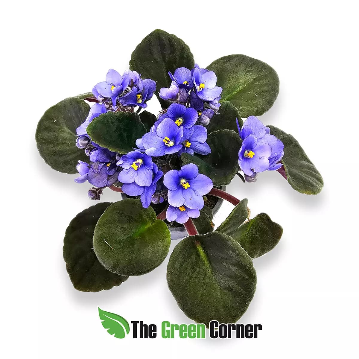 violeta-africana-celeste