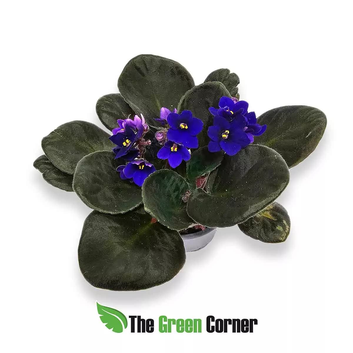 violeta-africana-dark-blue