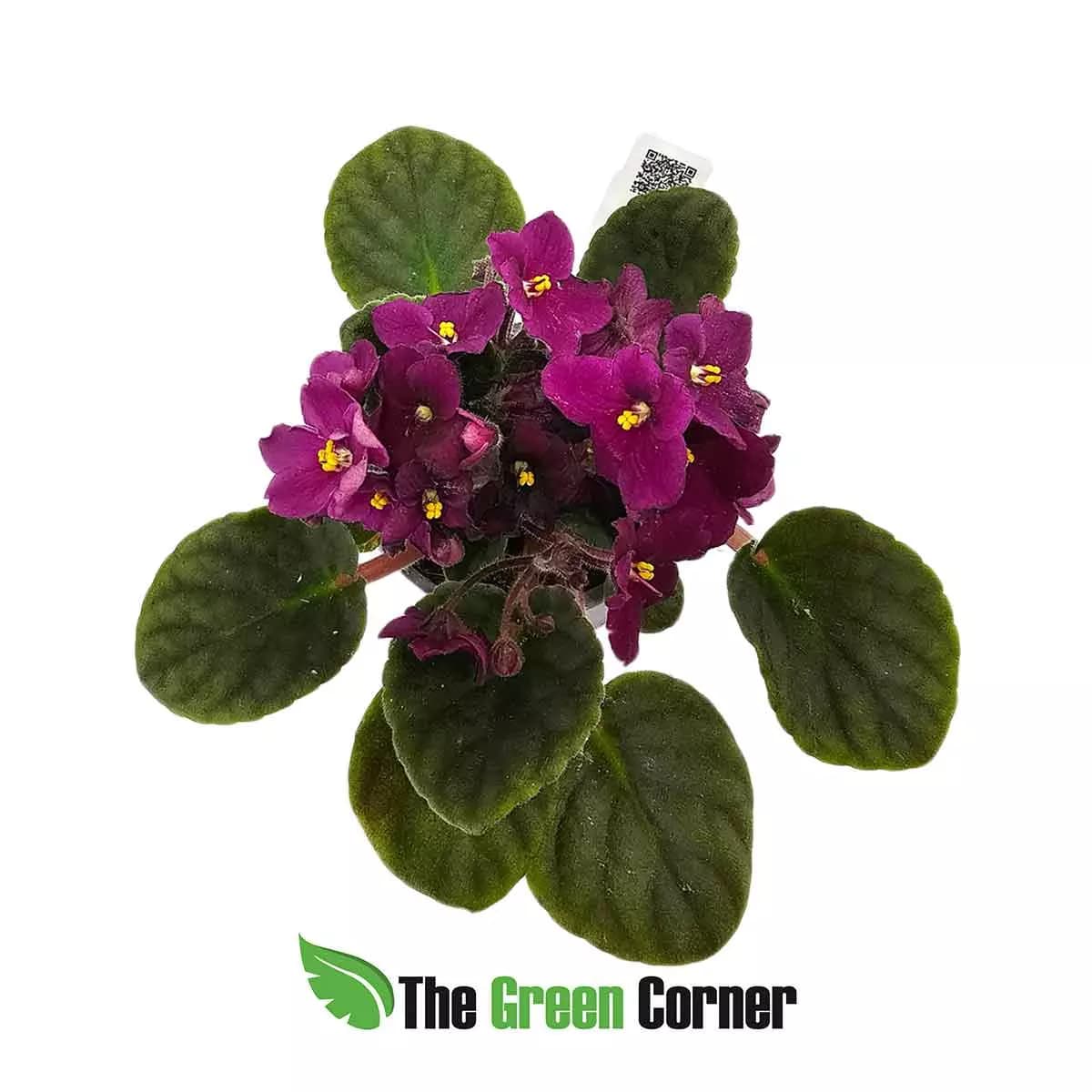 violeta-africana-deep-red