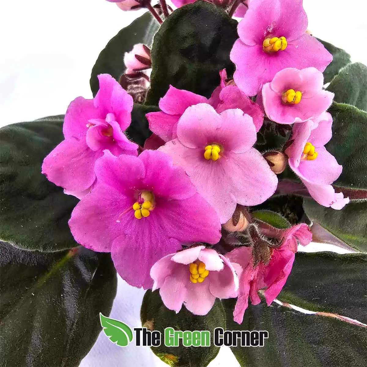 violeta-africana-pink-flor