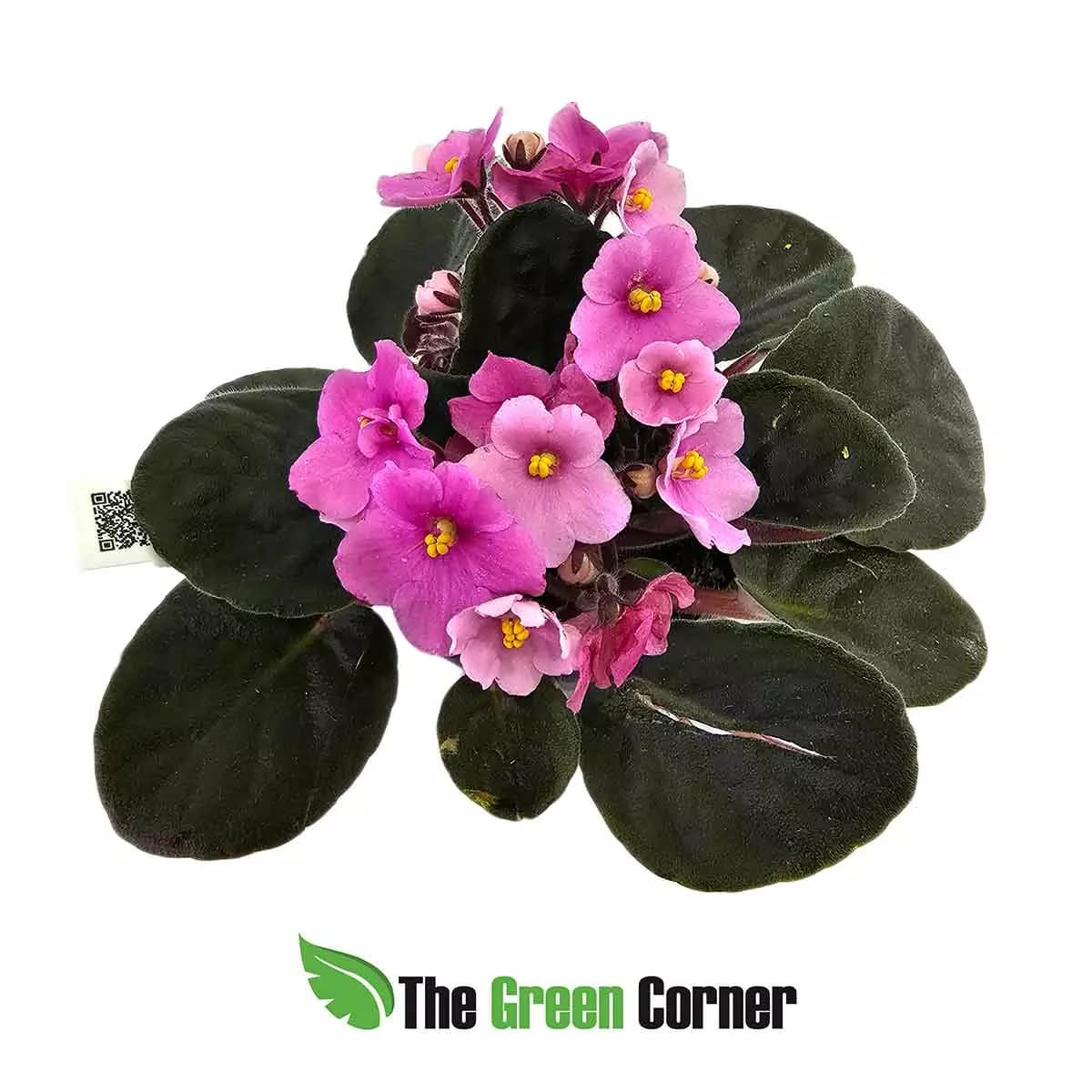 violeta-africana-pink