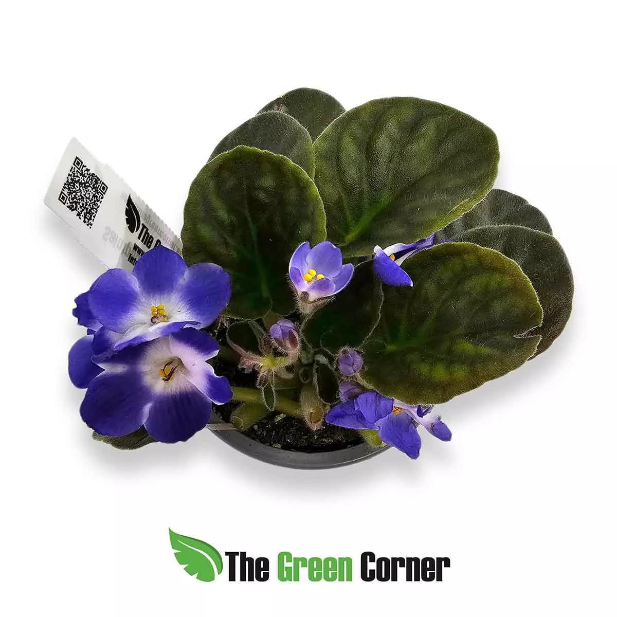 violeta-africana-white-blue