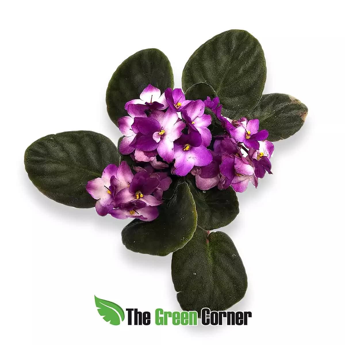 violeta-africana-white-pink