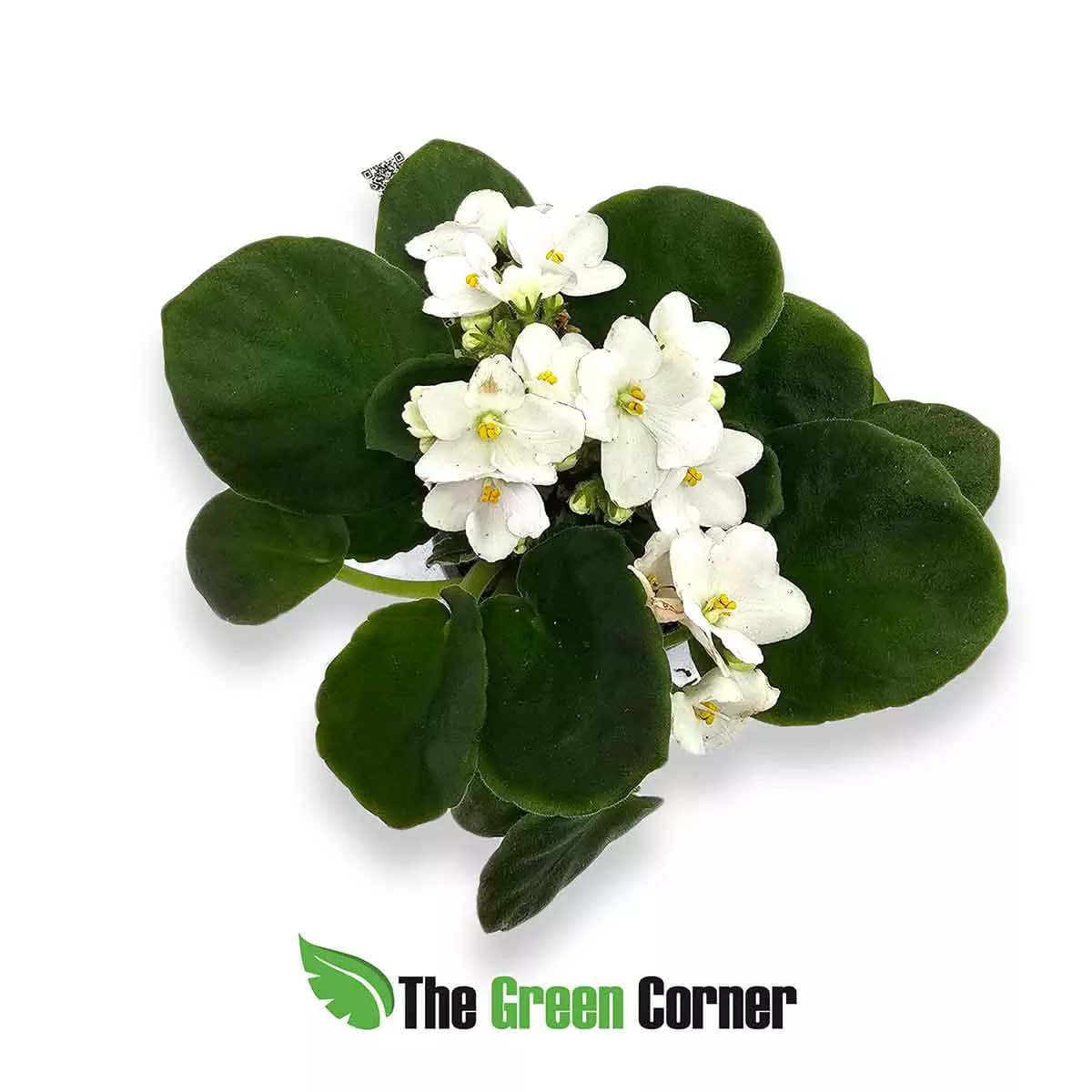 violeta-africana-white