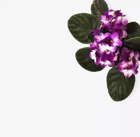 Violetas Africanas