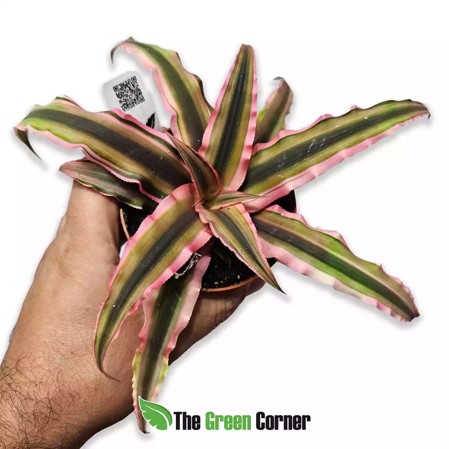 Cryptanthus bivittatus Hook