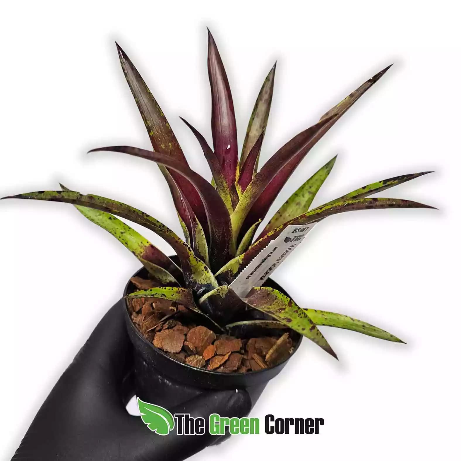 vriesea-lubbersii
