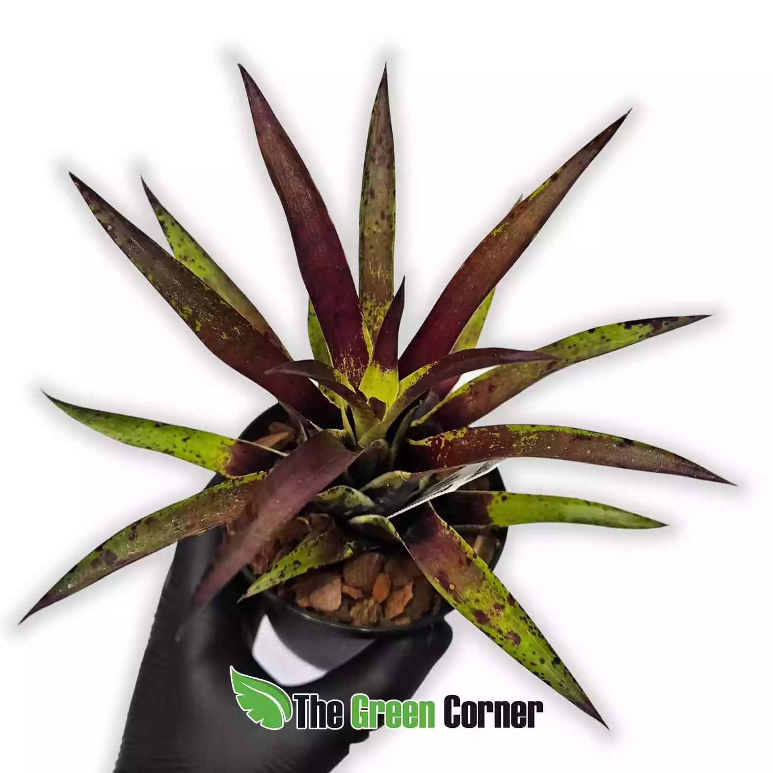 vriessea-lubbersii