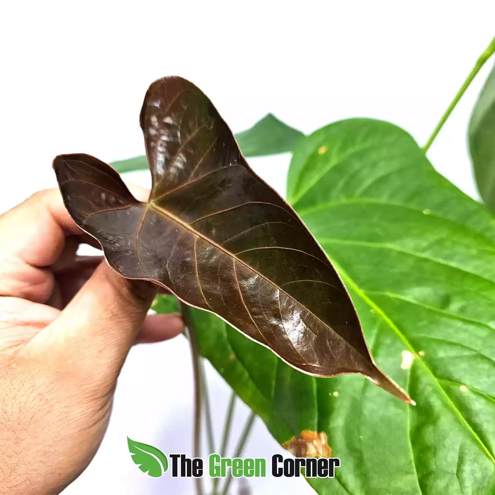 yasuni-heart-hoja-nueva