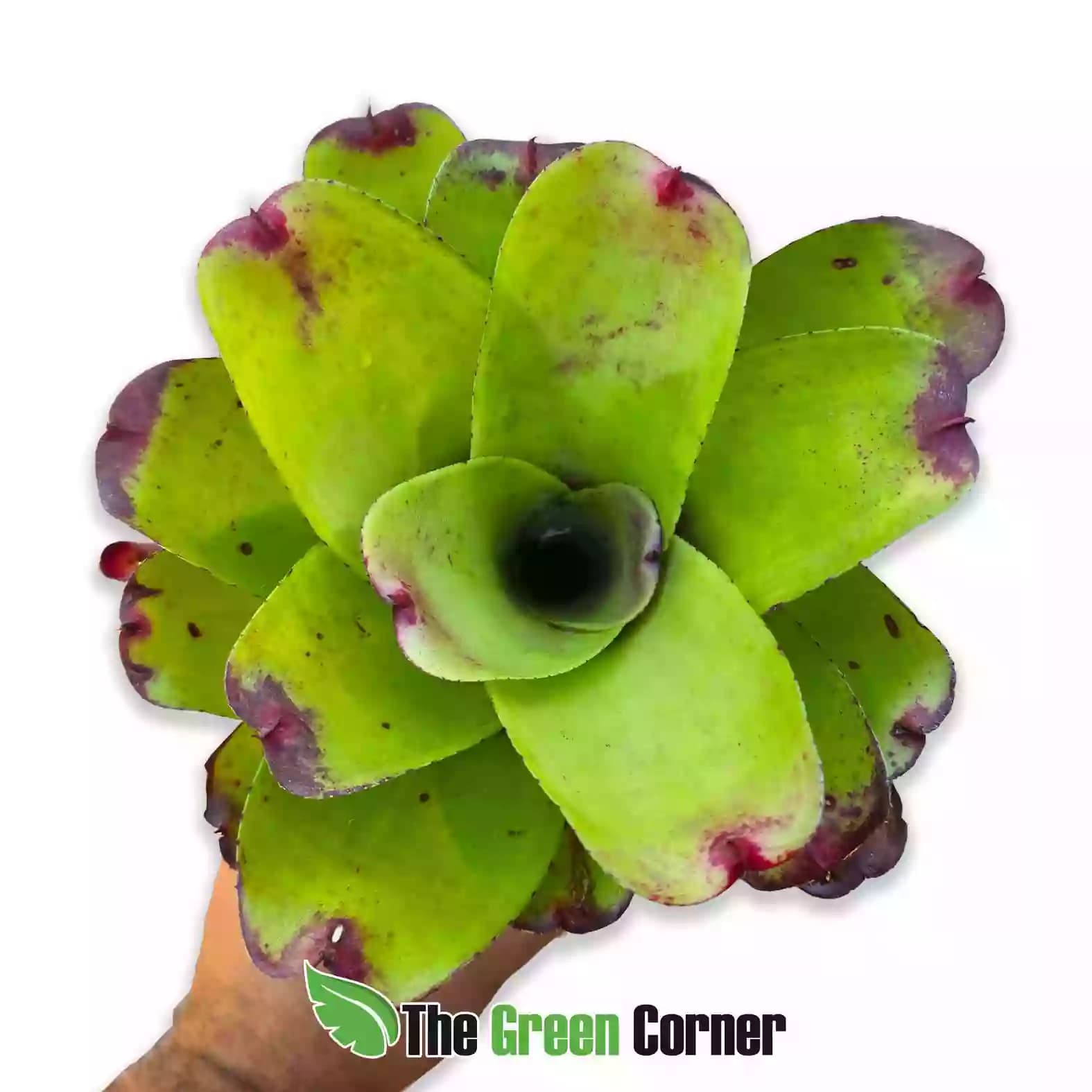 Neoregelia green rose general