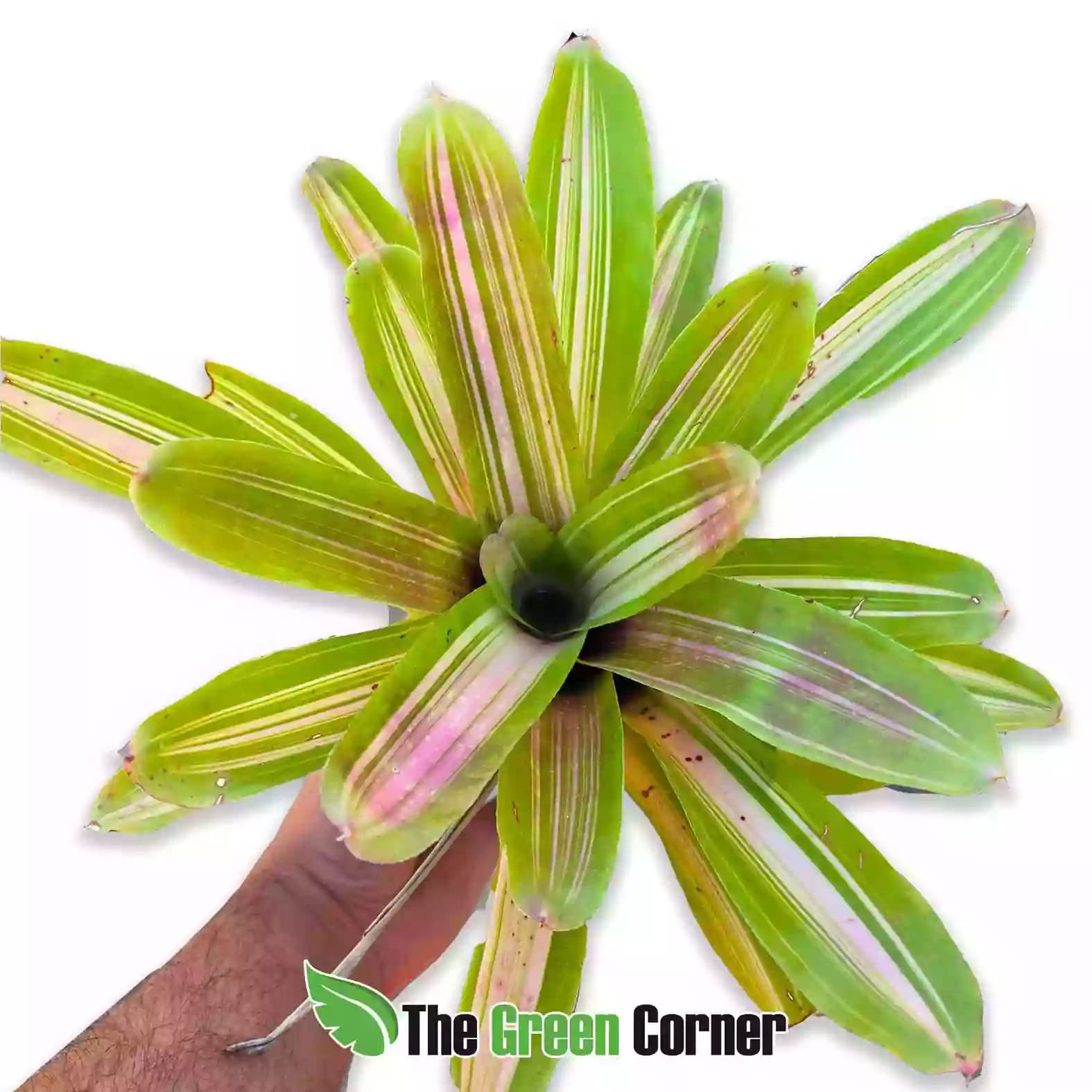 Neoregelia martin general