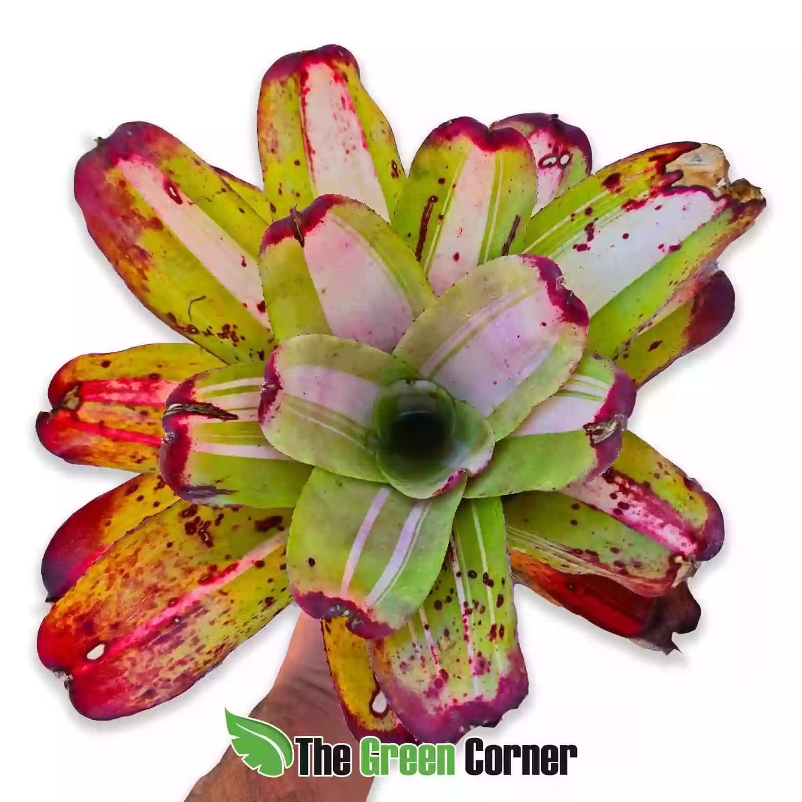 Neoregelia fairy francis general