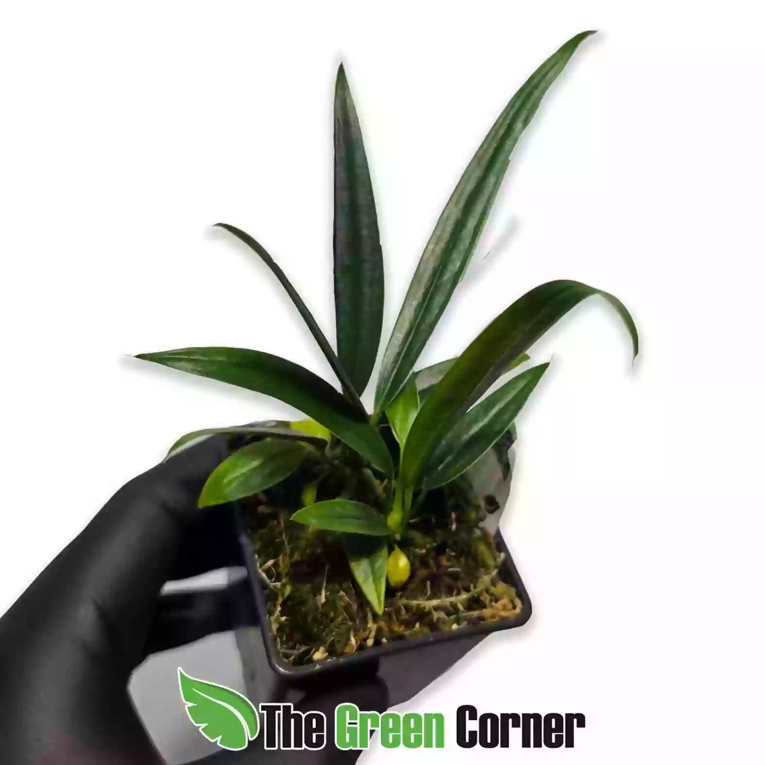 Anthurium bakeri general