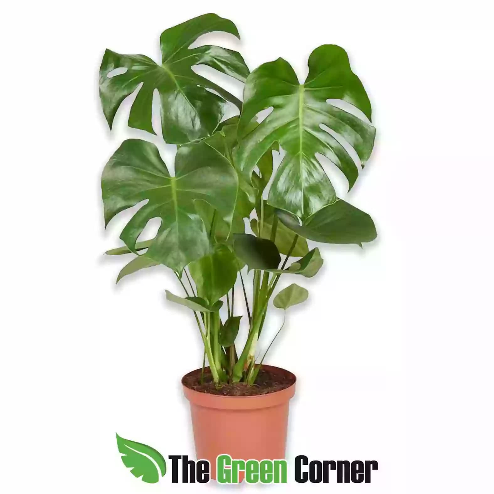 Monstera deliciosa
