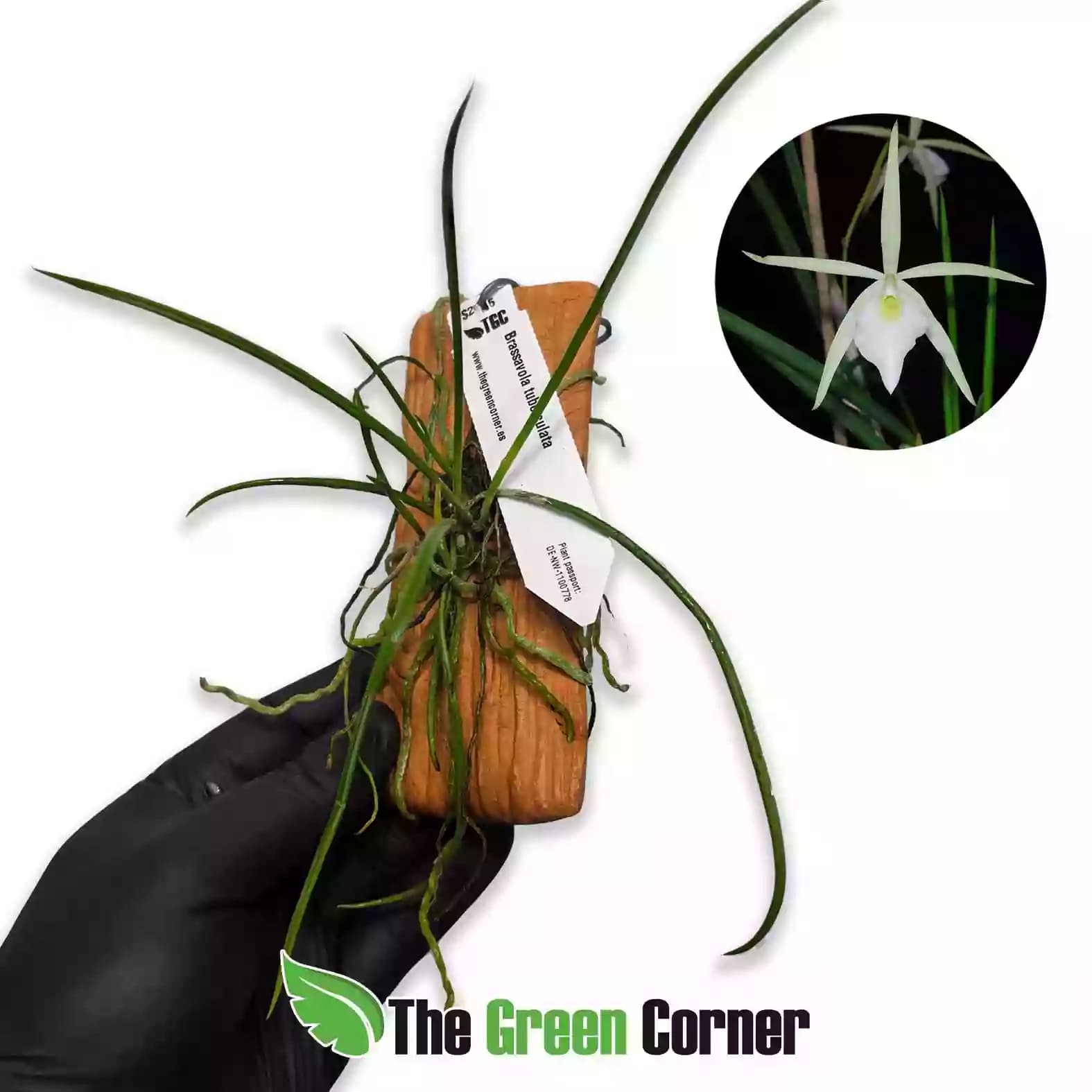 Brassavola tuberculata