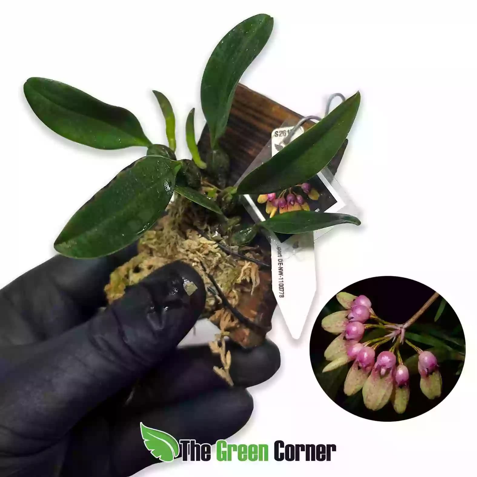 Bulbophyllum baucoense