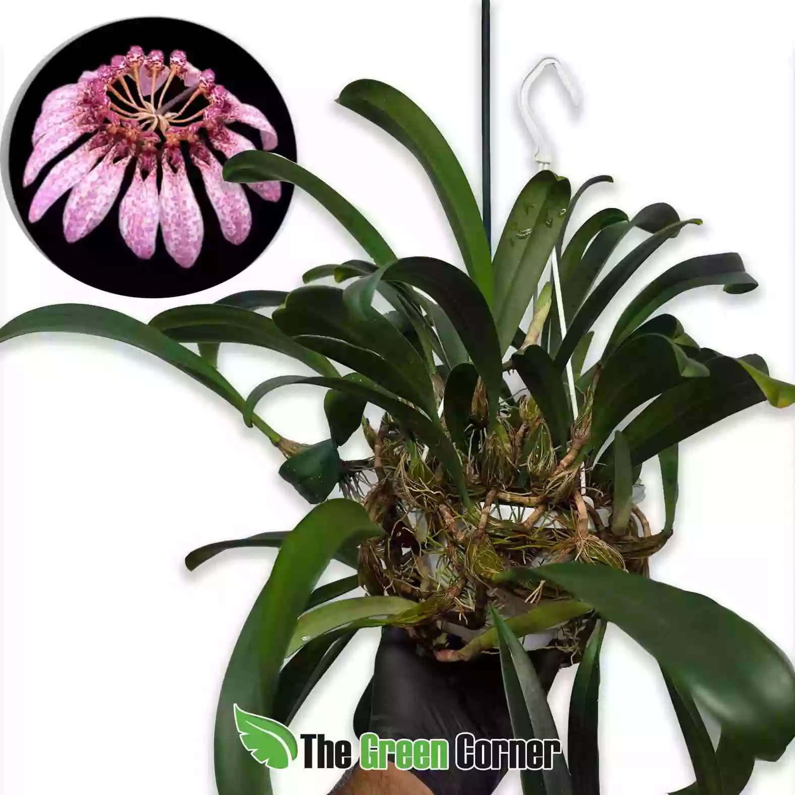 Bulbophyllum eberhardtii: Planta Madre