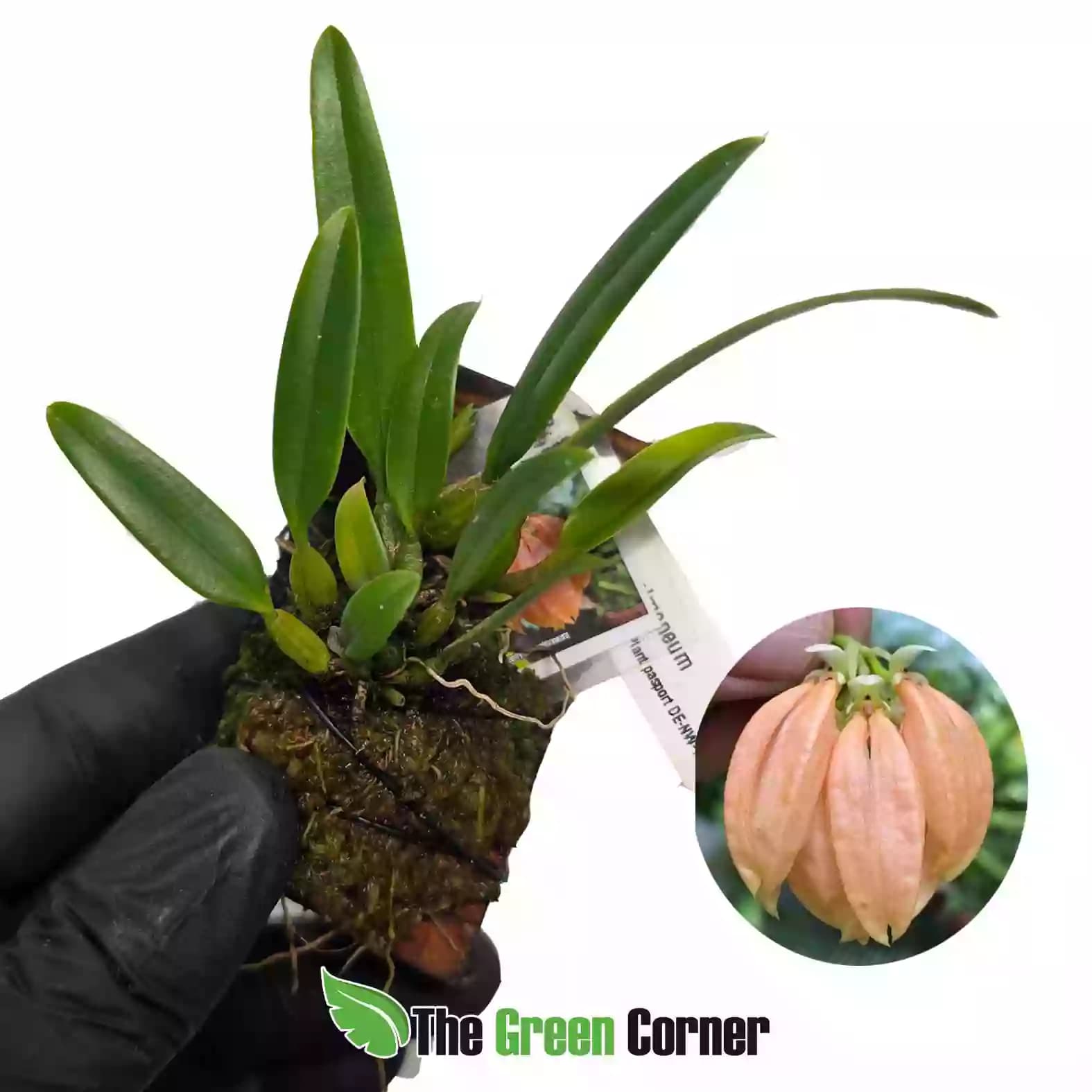 Bulbophyllum salmoneum