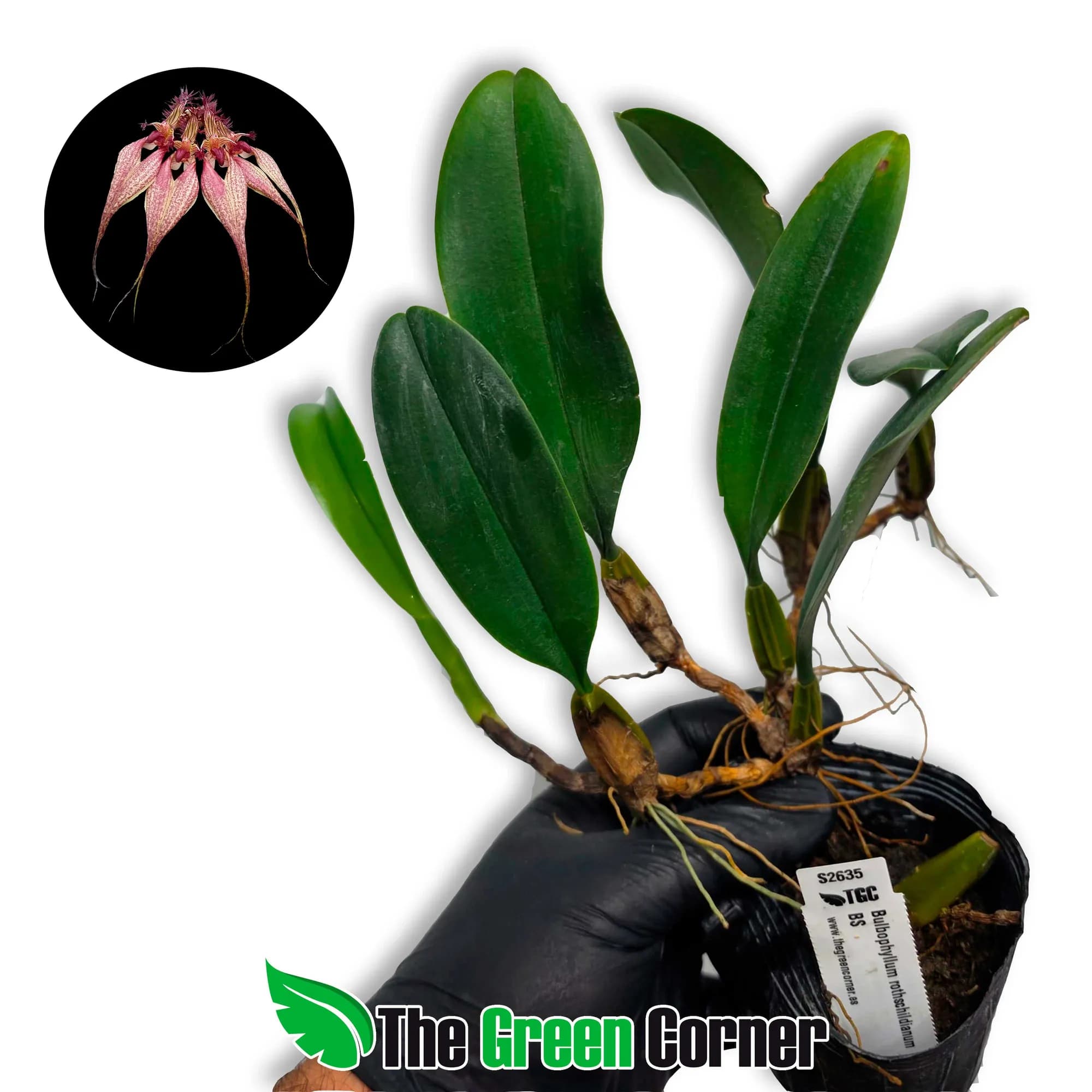 Bulbophyllum rothschildianum Big Size