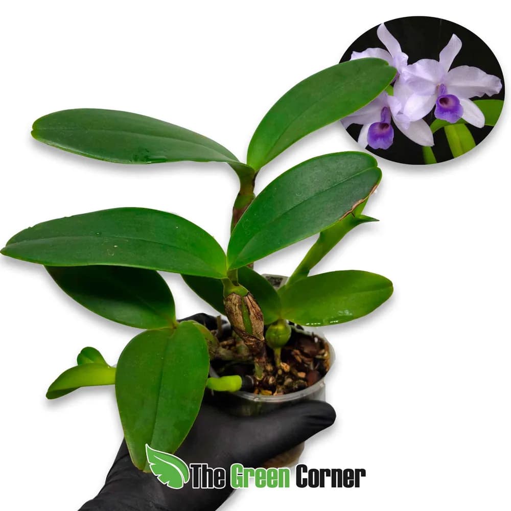 Cattleya Deckeri coerulea