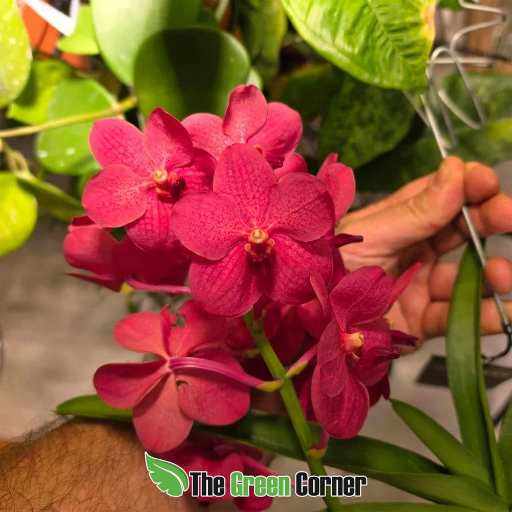 Vanda híbrida Roja