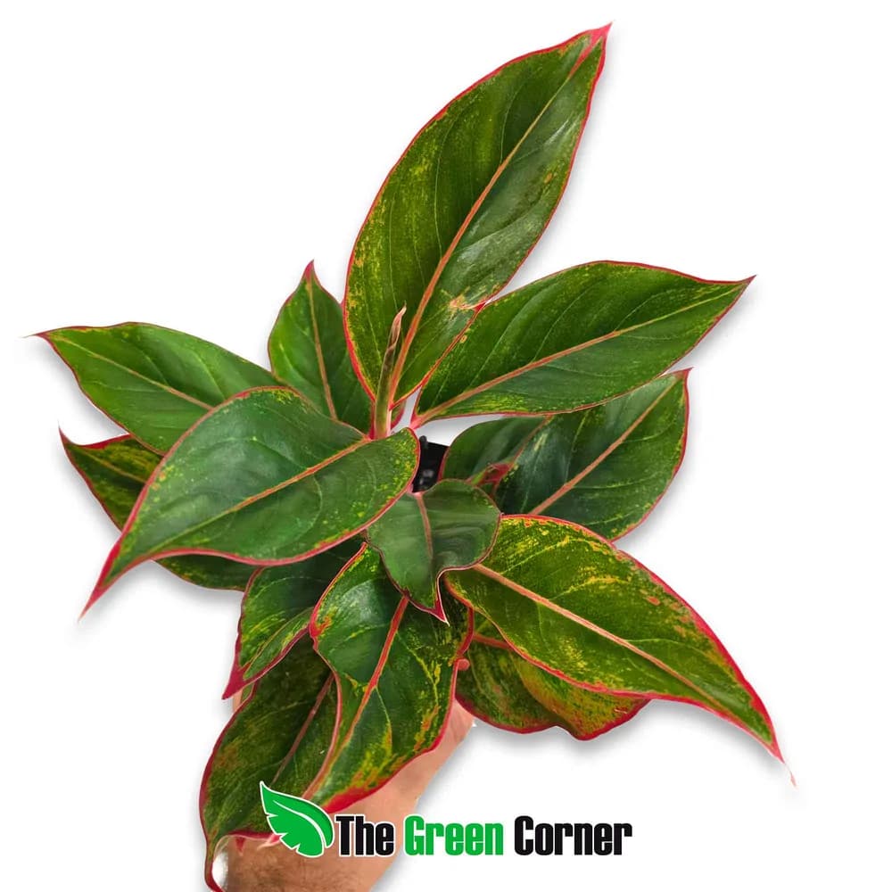 Aglaonema Jungle Red