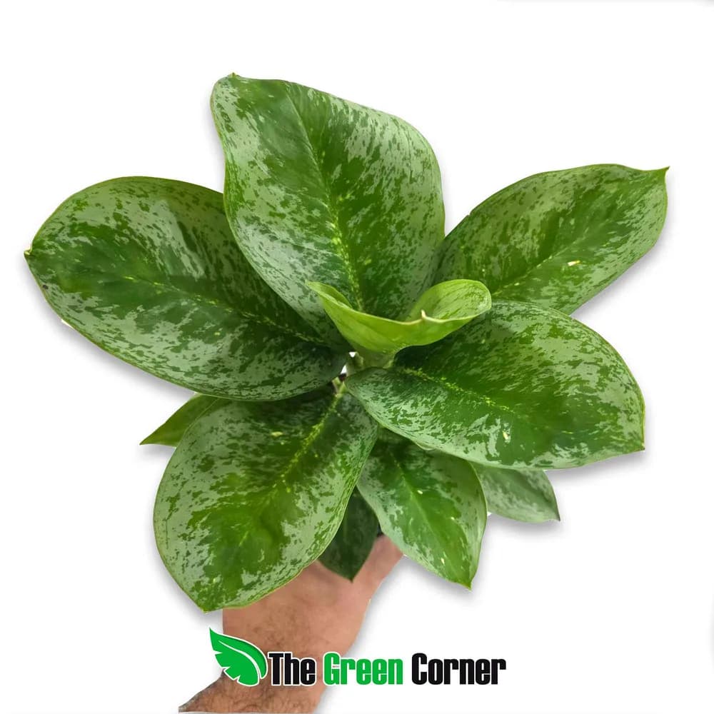 Aglaonema Onix Green