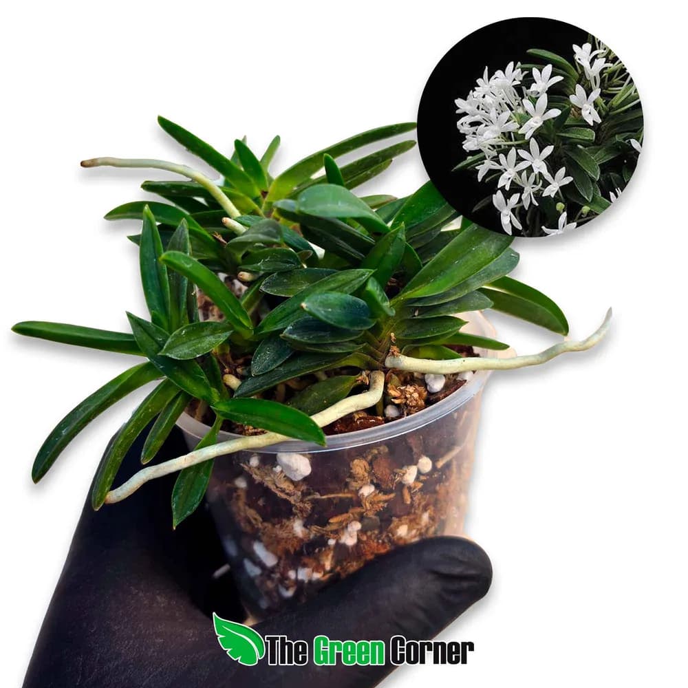 Neofinetia falcata 'Tamakongo'