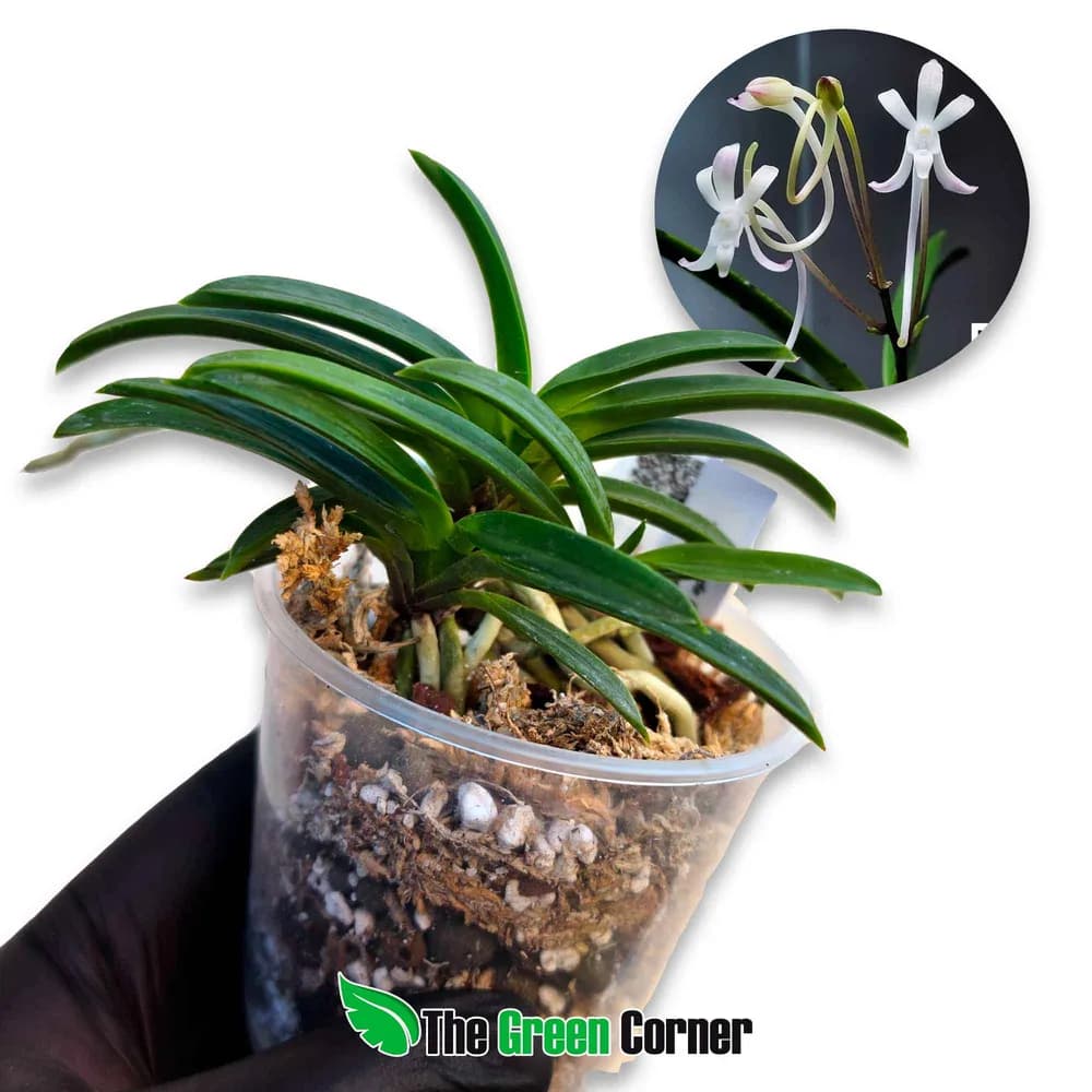 Neofinetia falcata 'Kutsuwamushi'