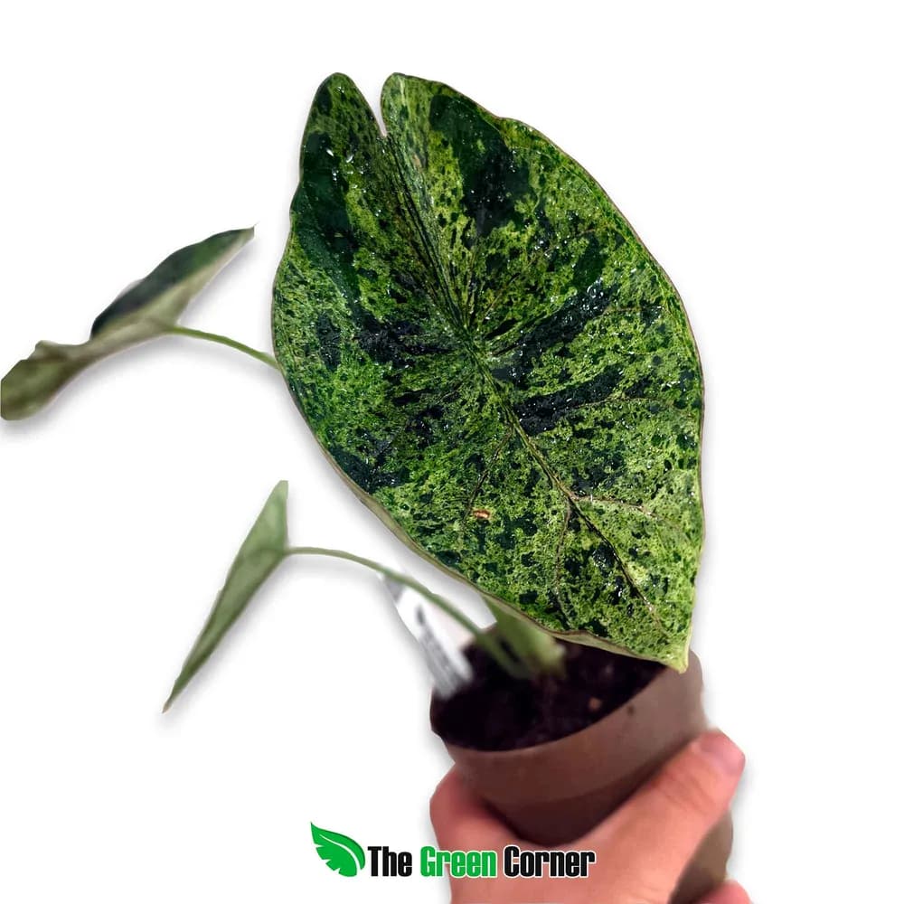 Alocasia baginda 'Dragon Scale' Mint