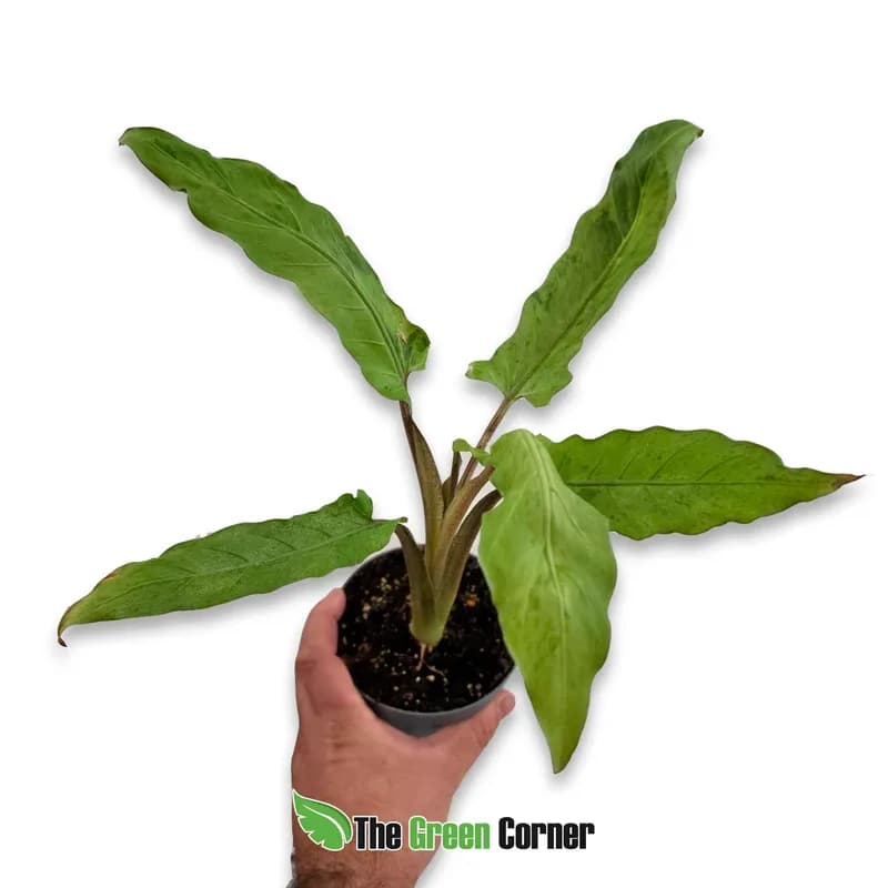 Alocasia lauterbachiana variegata