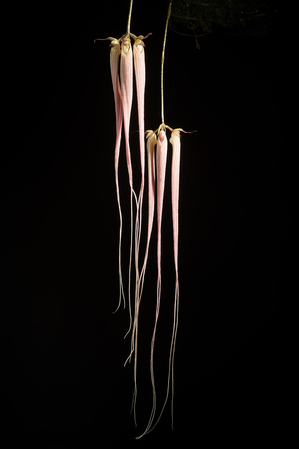 Bulbophyllum longissimum: Impresionante Orquídea del genero bulbophyllum con una floración colgante muy espectacular.