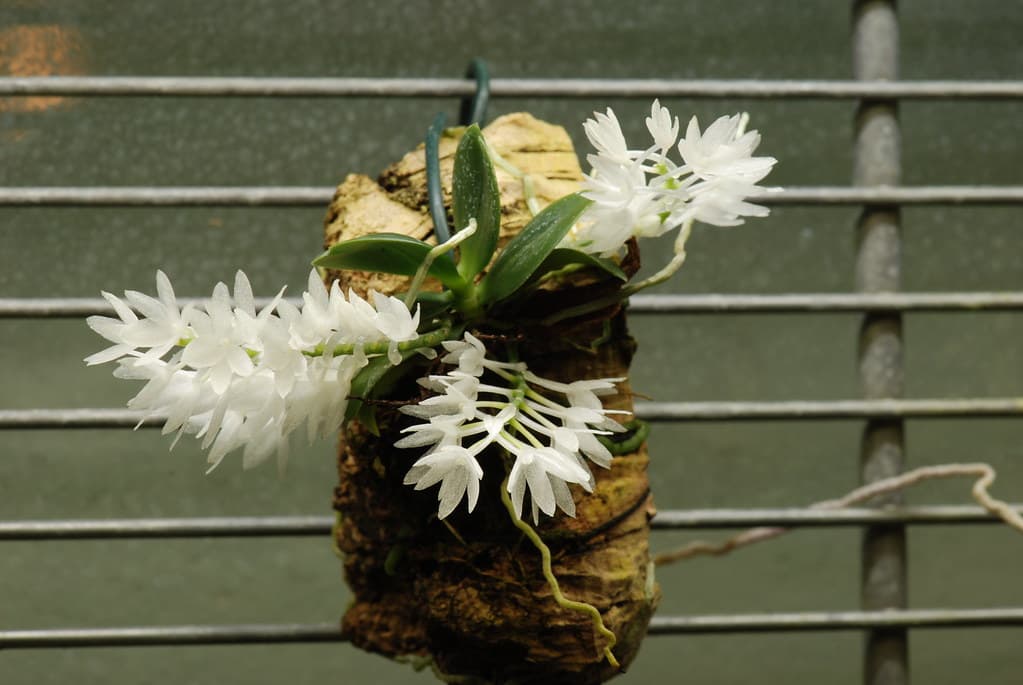 Aerangis Hyaloides: Preciosa orquidea de floracion blanca inmaculada