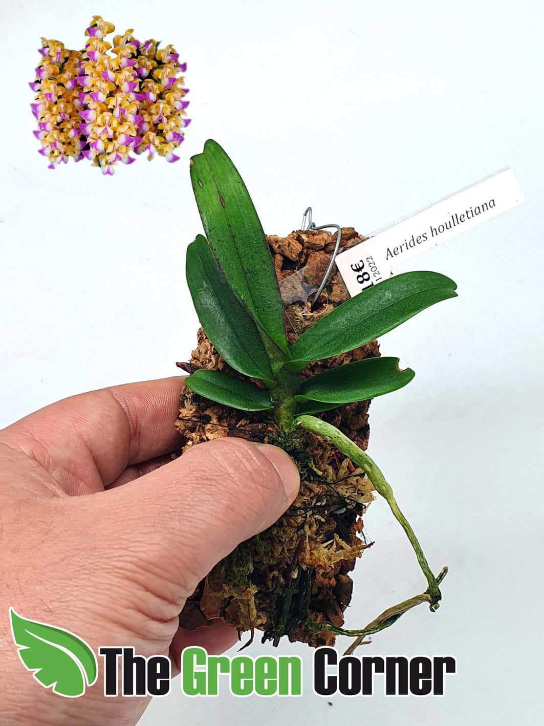 Aerides houlletiana: Preciosa Orquidea de origen asiatico