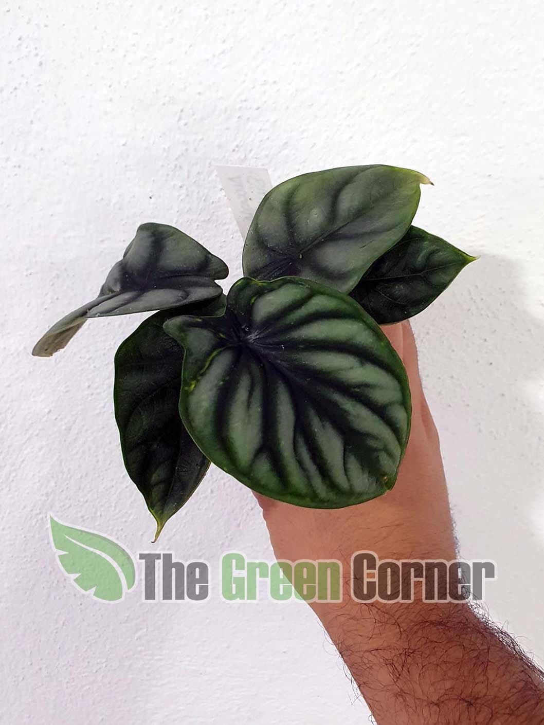 Alocasia Silver Drgon: con unas hojas brillantes y texturizadas que parecen sacadas de una cantera élfica. Imprescindible.