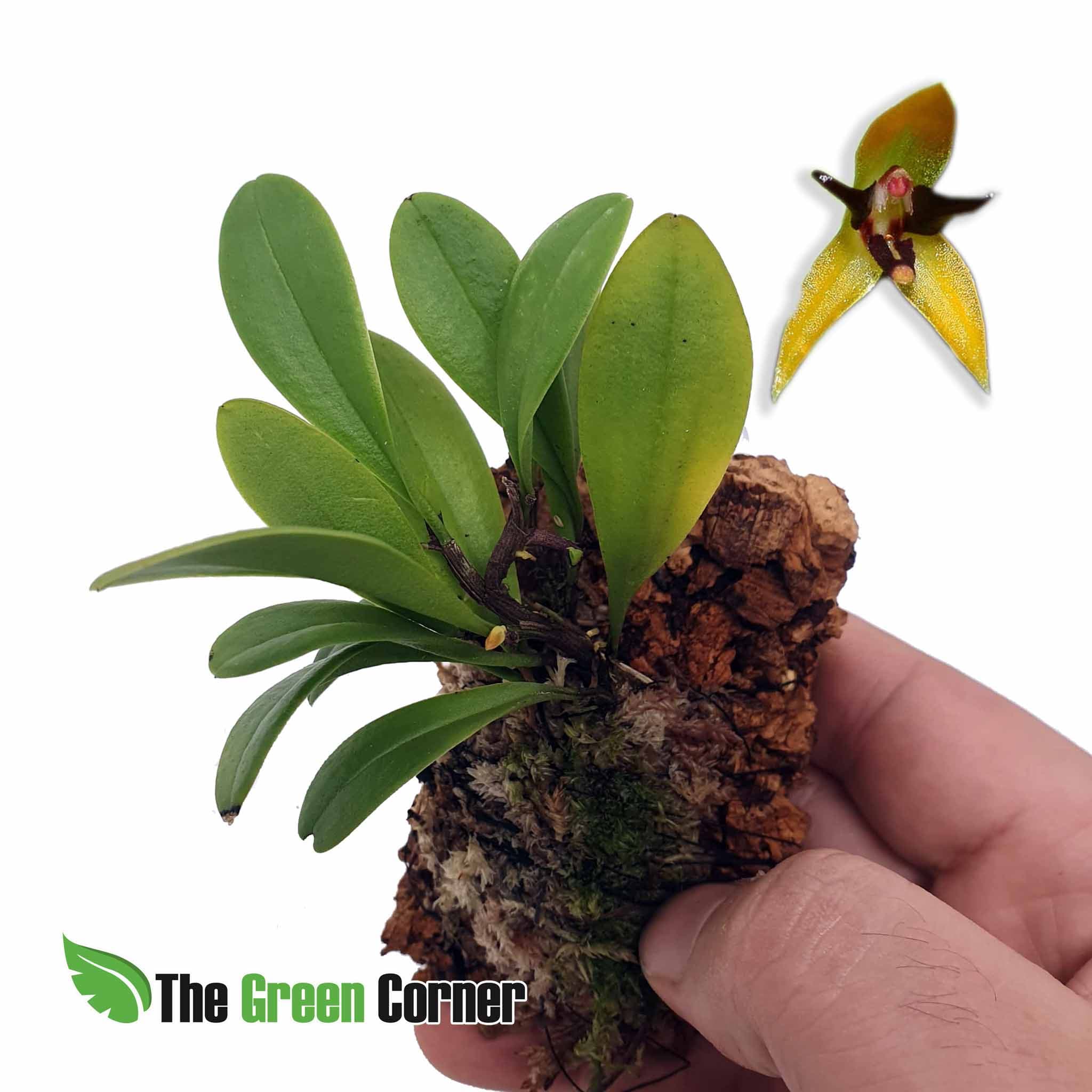 Anathallis pachyphyta: Oruideas cultivadas directamente en los viveros mas exclusivos de Ecuador