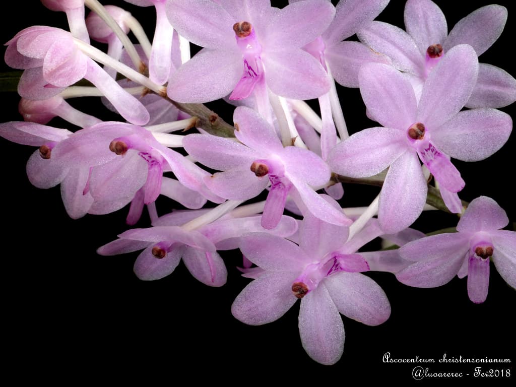 Ascocentrum christensonianum: Preciosa Orquidea de floracion rosa de la familia de las vandas
